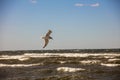 Great black-backed gull bird freely flying over the ocean under the clear sky Royalty Free Stock Photo