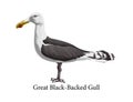 Great black backed gull. Bird with yellow beak