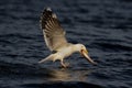 Great black-backed gull catch the fish, romsdalfjord