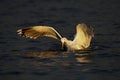 Great black-backed gull catch the fish, romsdalfjord Royalty Free Stock Photo