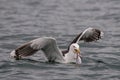 Great black-backed gull catch the fish, romsdalfjord