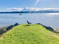 A great black-backed gull on end of coast. Royalty Free Stock Photo