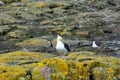 Great Black-backed gull, Farne Islands Nature Reserve, England Royalty Free Stock Photo