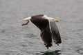 Great black-backed gull flight over the sea Royalty Free Stock Photo