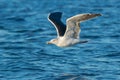 Great Black-backed Gull - Larus marinus Royalty Free Stock Photo