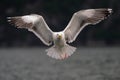 Great black backed gull are flying , norway