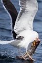 A great black-backed gull with fresh cod catch Royalty Free Stock Photo