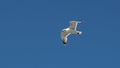 great black-backed gull in full flight against a clear blue sky Royalty Free Stock Photo