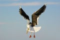 Great Black-backed Gull (larus marinus)