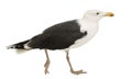 Great Black-backed Gull, Larus marinus