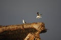 Great Black-backed Gull (Larus marinus) Royalty Free Stock Photo