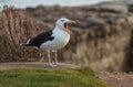 Great Black-backed Gull, Larus marinus.