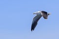 Great Black-backed Gull - Larus marinus