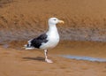 Great Black-backed Gull - Larus marinus, `King of Gulls`.. Royalty Free Stock Photo