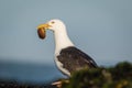 Great black-backed gull with a large mollusk perched on rocks covered with seaweed on a sunny summer morning