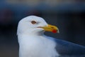 The great black-backed gull Larus marinus