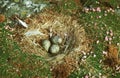 GREAT BLACK-BACKED GULL larus marinus, NEST WITH EGGS, BRITTANY