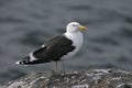 Great black-backed gull, Larus marinus Royalty Free Stock Photo