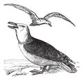 Great Black-backed Gull or Larus marinus vintage engraving