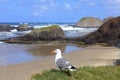 Seal Rock with Seagull overlooking the Cliffs, Oregon Coast, USA