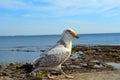 Great black-backed gull, Seahouses, England Royalty Free Stock Photo