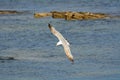 Great black-backed gull, Seahouses, England Royalty Free Stock Photo