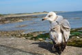 Great black-backed gull, Seahouses, England Royalty Free Stock Photo