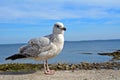 Great black-backed gull, Seahouses, England Royalty Free Stock Photo