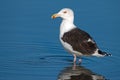 Great Black-Backed Gull Royalty Free Stock Photo