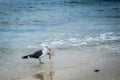 A Great Black-backed Gull strolling around in Fort Myers, Florida