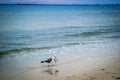 A Great Black-backed Gull strolling around in Fort Myers, Florida