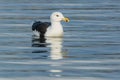 Great Black-backed Gull - Larus marinus Royalty Free Stock Photo