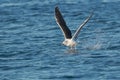 Great Black-backed Gull - Larus marinus Royalty Free Stock Photo