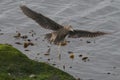 Great black-backed gull  taking off getting ready to fly with the sea in the background Royalty Free Stock Photo