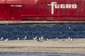 Great Black-backed Gulls gathered on Palmer Island sandspit