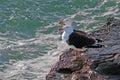 Great Black-backed Gulls, Larus marinus, UK.