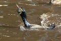 Great black cormorant