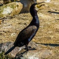 Great black cormorant in closeup, popular aquatic bird specie from Europe