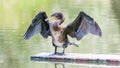 great black cormorant dries its wings, spreading them Royalty Free Stock Photo