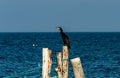 Cormorant resting on a wooden pole by the ocean