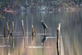 Great Black Cormorant resting on a snag tree Royalty Free Stock Photo