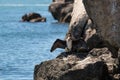 A great black cormorant sits on a huge rock next to a rock with wide wings.