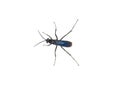 great black digger wasp - sphex pensylvanicus - similar behavior as a Tarantula hawk which paralyzes prey and buries underground Royalty Free Stock Photo