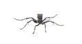 great black digger wasp - sphex pensylvanicus - similar behavior as a Tarantula hawk which paralyzes prey and buries underground Royalty Free Stock Photo