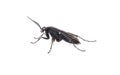 great black digger wasp - sphex pensylvanicus - similar behavior as a Tarantula hawk which paralyzes prey and buries underground Royalty Free Stock Photo