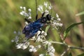 Great Black Digger Wasp - Sphex pensylvanicus - on White Lesser Snakeroot Wildflower Royalty Free Stock Photo