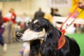 Great black fured hound portrait - at the exhibition