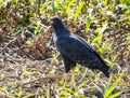 Great Black Hawk (Buteogallus urubitinga) in Brazil