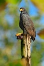 Great Black-Hawk, Buteogallus urubitinga, detail portrait of wild bird, Costa Rica. Birdwatching of South America. Wildlife scene