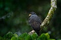 Great Black-Hawk, Buteogallus urubitinga, large bird found in Central and South America. Vulture in tree. Bird, forest in the back